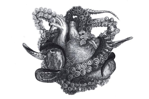 Kraken 12g