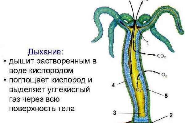 Оригинальная ссылка на кракен