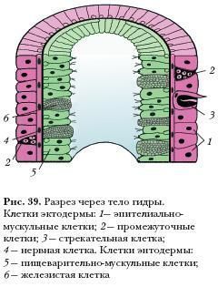 Сайт наркотиков купить