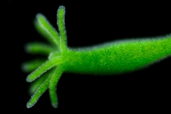 Kraken маркетплейс официальный