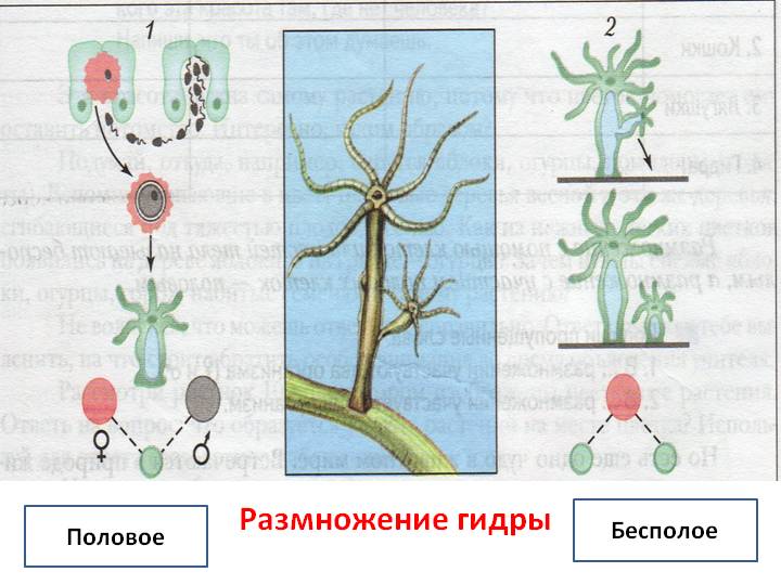 Сайты продаж наркотиков